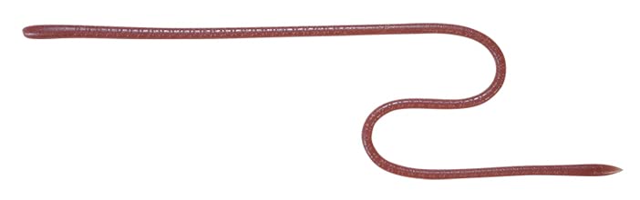 ライトミミズ/16inch/- ・Color:ライトミミズ ・パッケージ個数:1 ・Length:16inch ・Quantity:5本入 ・推奨フックサイズ:マスバリ#2〜#1